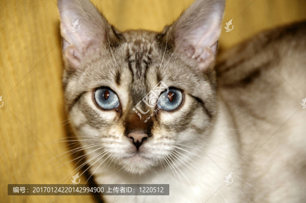 Bengal的一只小貓-匯圖網(wǎng) www.fosd68.com Bengal的一只小貓