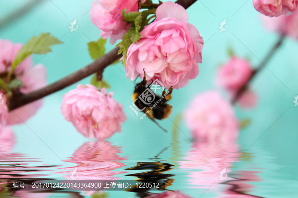 大黃蜂在玫瑰花