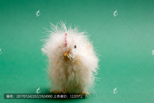雞寶寶
