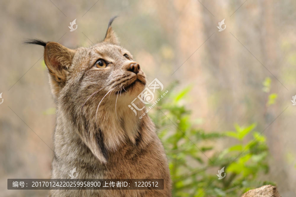 加拿大猞猁的肖像