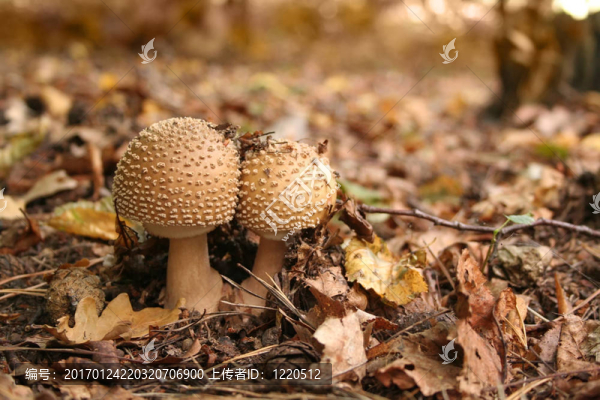 食用毒蕈（蘑菇）