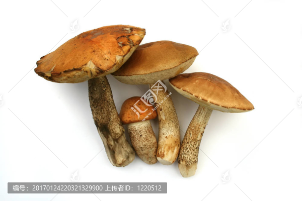 孤立的蘑菇