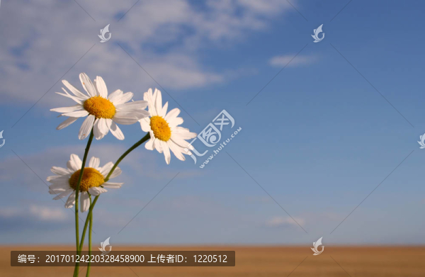 甘菊