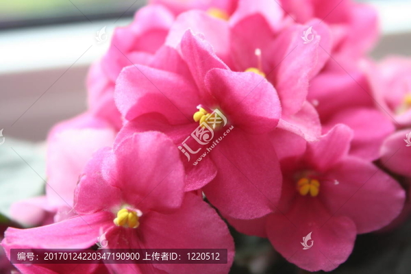 美麗的鮮花盛開(kāi)