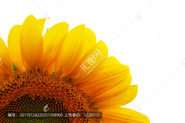 向日葵白