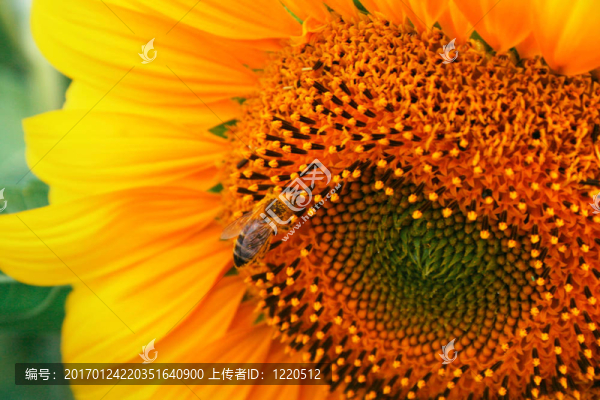 向日葵細節(jié)與蜜蜂