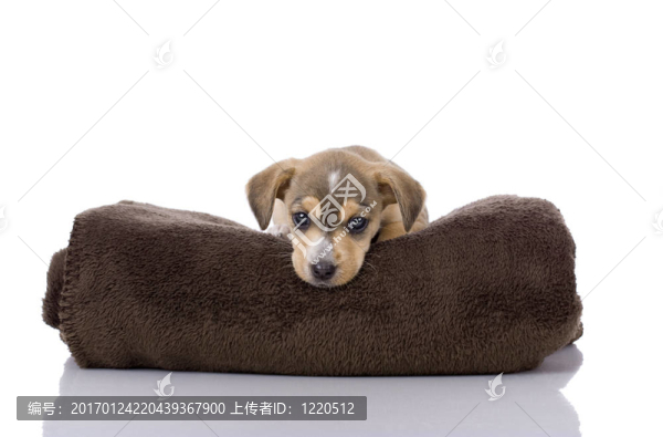 可愛的小狗