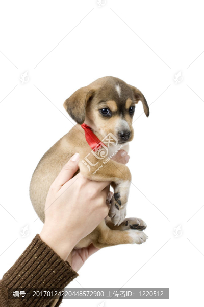 可愛的小狗