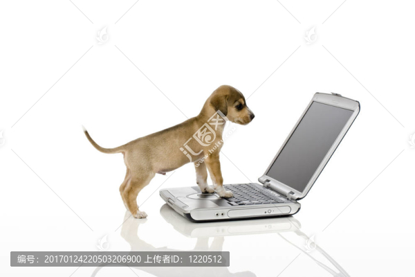 聰明的狗