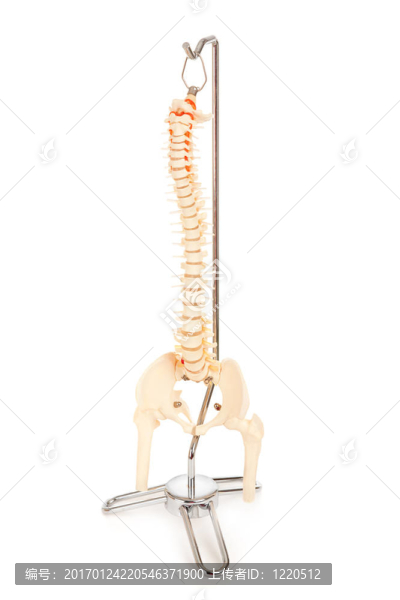 人體脊柱脊椎模型