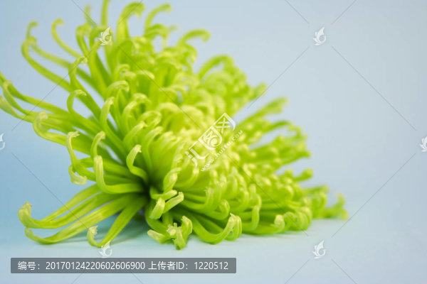 春天蜘蛛媽媽