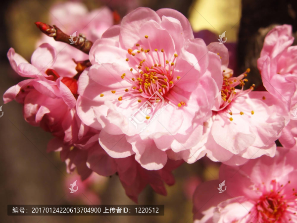 粉紅色的櫻花-匯圖網(wǎng) www.fosd68.com 粉紅色的櫻花