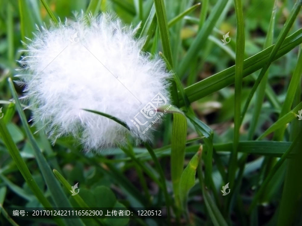 草甸-匯圖網(wǎng) www.fosd68.com 草甸