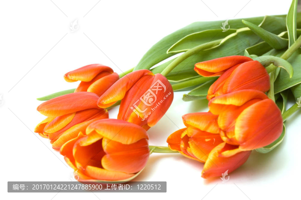 新鮮郁金香花束