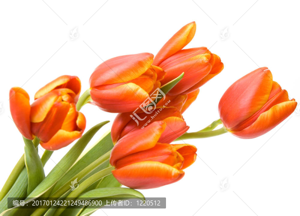 新鮮郁金香花束