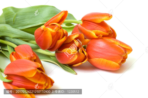 新鮮郁金香花束