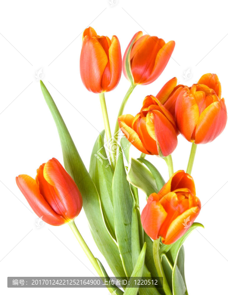 新鮮郁金香花束