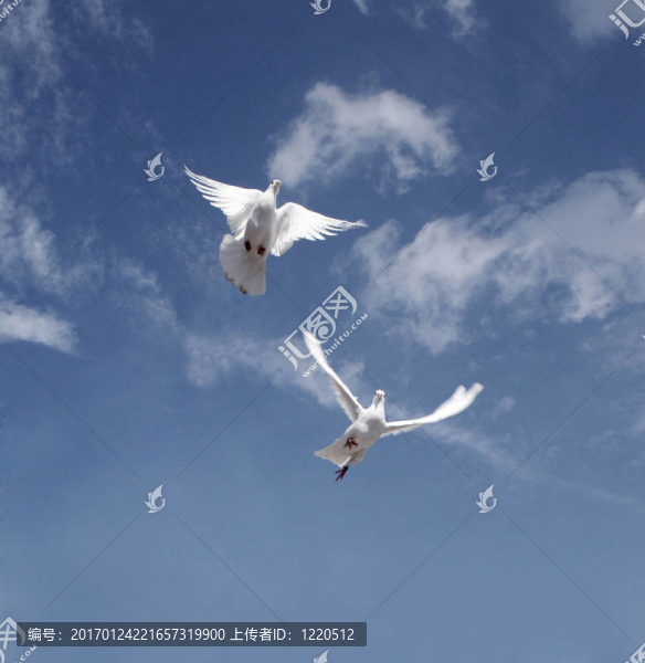 鴿子飛
