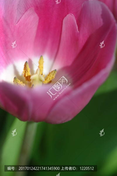 粉色郁金香抽象花