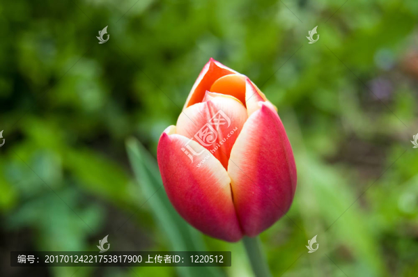 橙粉色郁金香