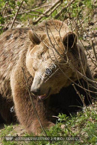 熊（Ursus,arctos）