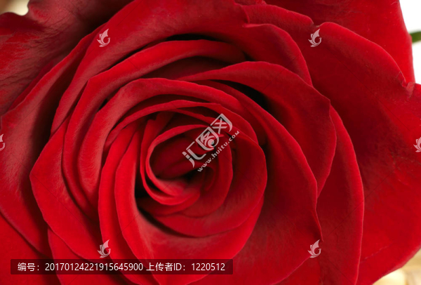深紅玫瑰宏