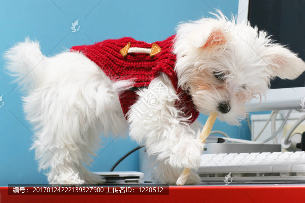 馬耳他-匯圖網(wǎng) www.fosd68.com 馬耳他