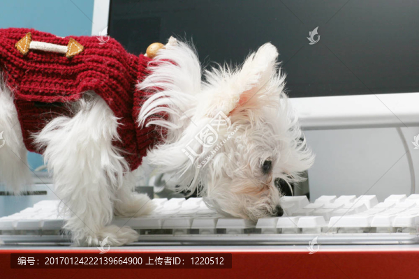 馬耳他