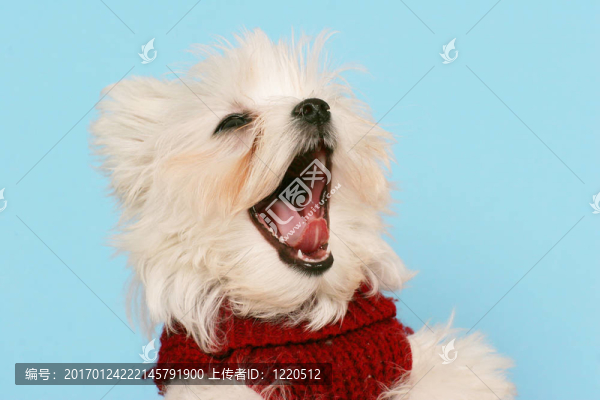 馬耳他