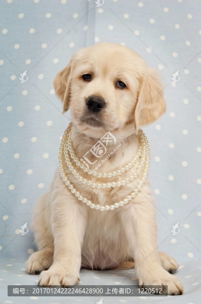 黃金獵犬小狗