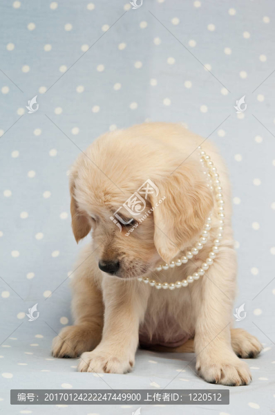 黃金獵犬小狗-匯圖網(wǎng) www.fosd68.com 黃金獵犬小狗