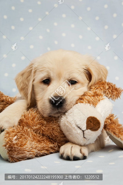 黃金獵犬小狗