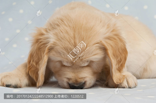 黃金獵犬小狗