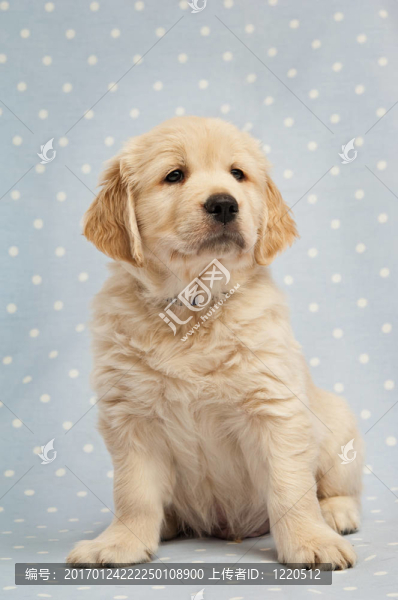 黃金獵犬小狗