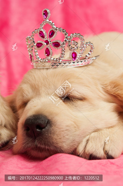 黃金獵犬小狗