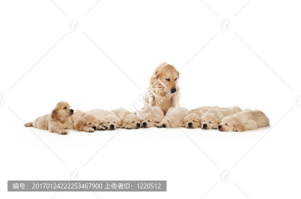 金毛幼犬