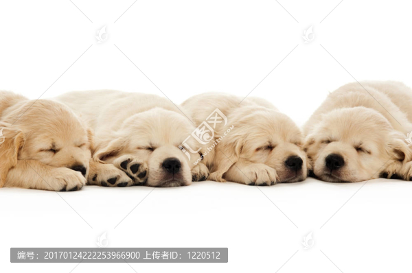 金毛幼犬