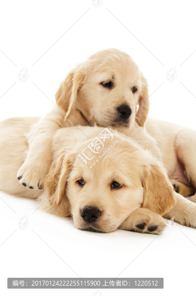 金毛幼犬