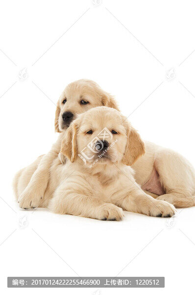 金毛幼犬
