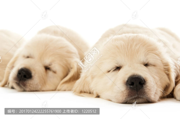 金毛幼犬