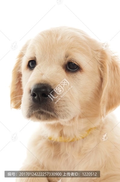 黃金獵犬小狗
