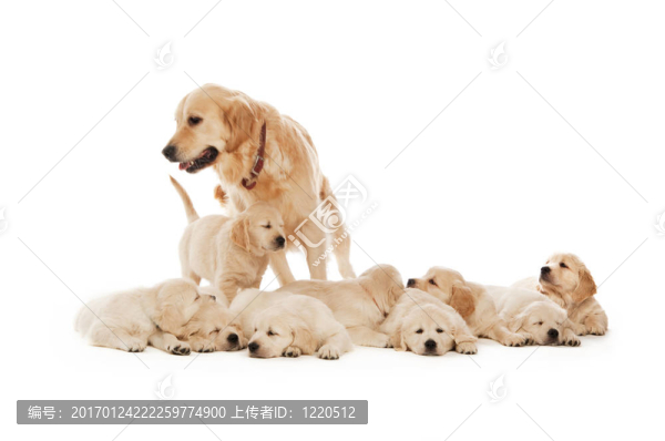 金毛幼犬