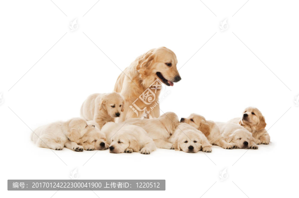 金毛幼犬