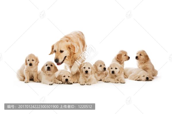 金毛幼犬