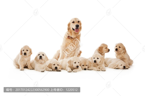 金毛幼犬