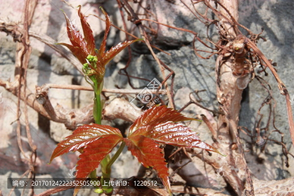 年輕的葡萄藤-匯圖網(wǎng) www.fosd68.com 年輕的葡萄藤