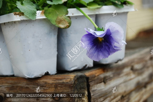 三色堇植物II