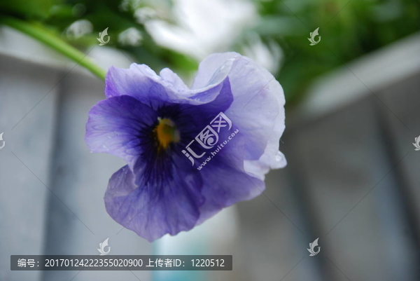 三色堇植物我