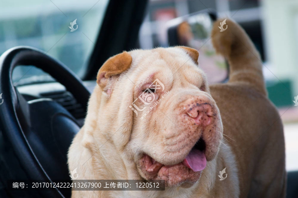 最好的朋友-匯圖網(wǎng) www.fosd68.com 最好的朋友