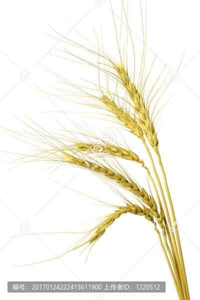 白底分離小麥頭